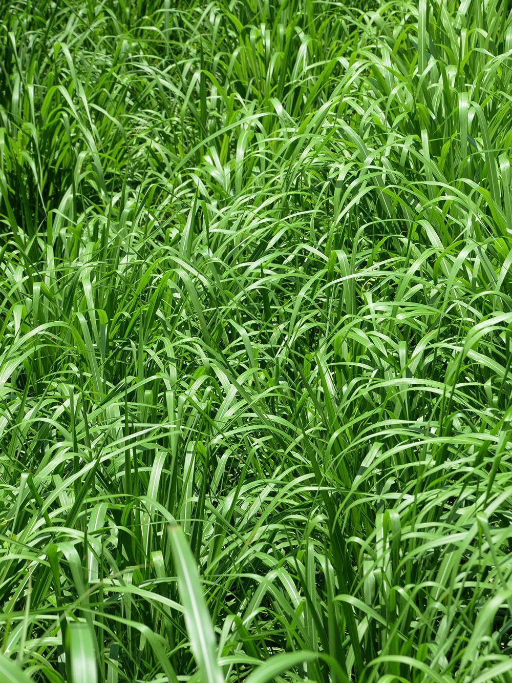 Buffalograss